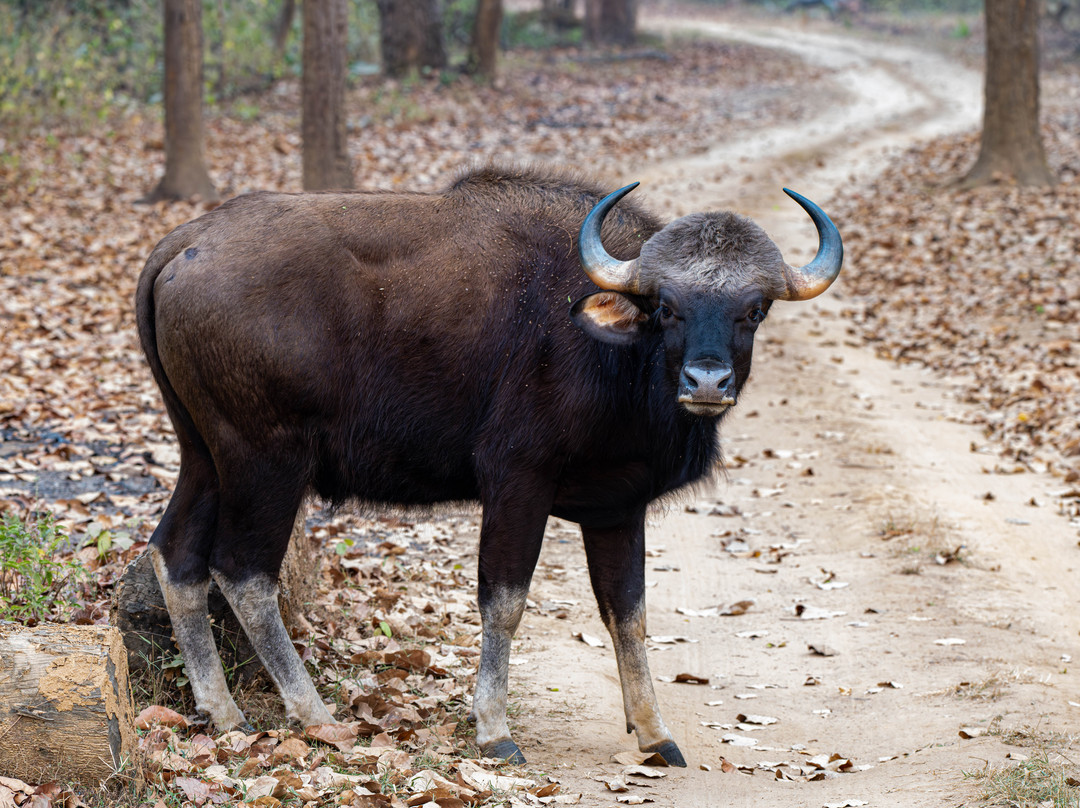 奇特婉丛林小屋主图