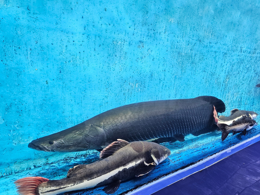 Lokaranjan Aqua World Underwater Zoo-迈索尔必去景点