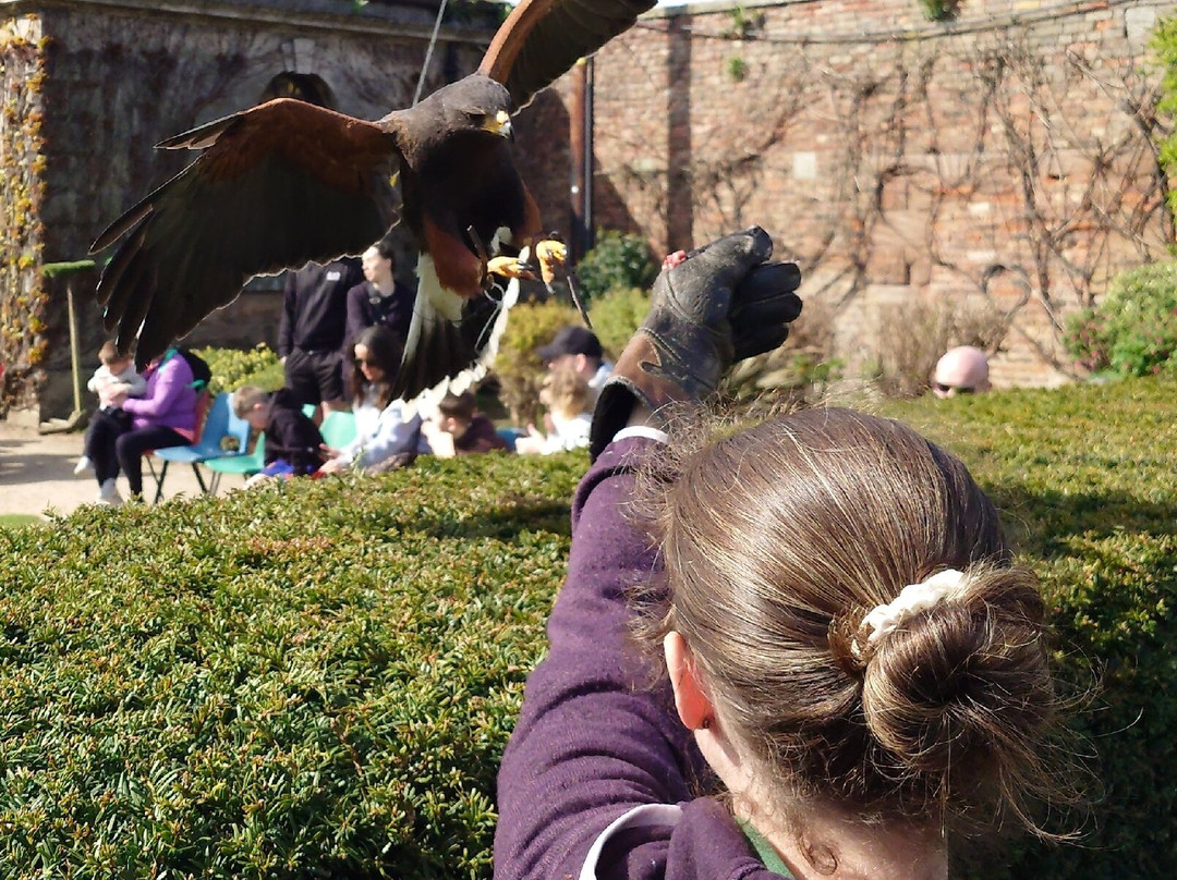 Andy Howeys Birds of Prey Centre-特威德河畔贝里克必去景点