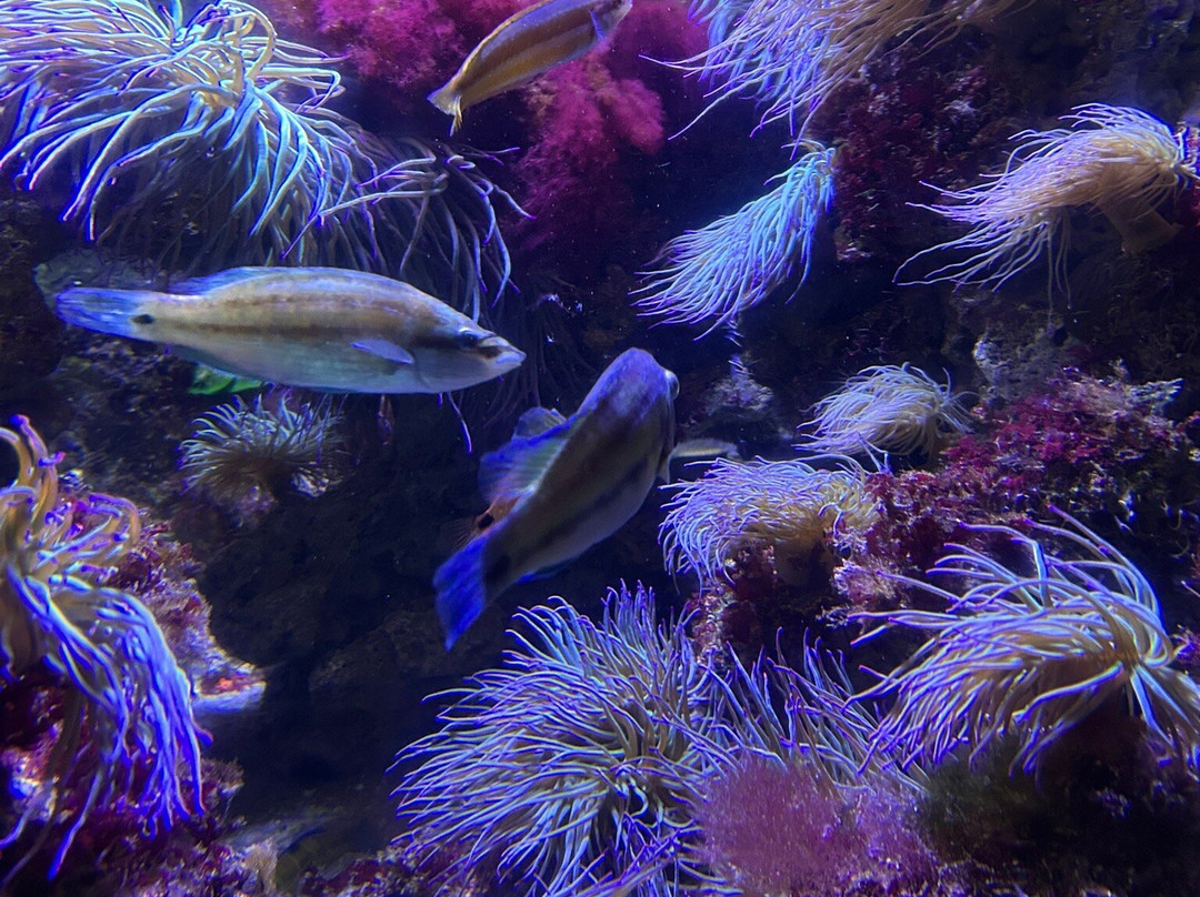 Grand Aquarium-圣马洛必去景点