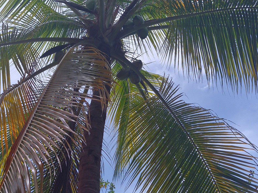 Catamaran Bwa Drese-Le Robert必去景点