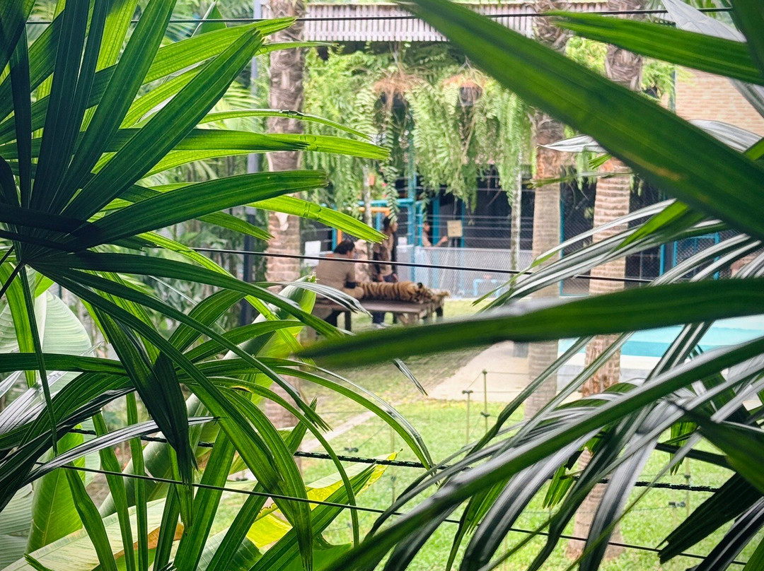 Tiger Kingdom Phuket-卡图必去景点