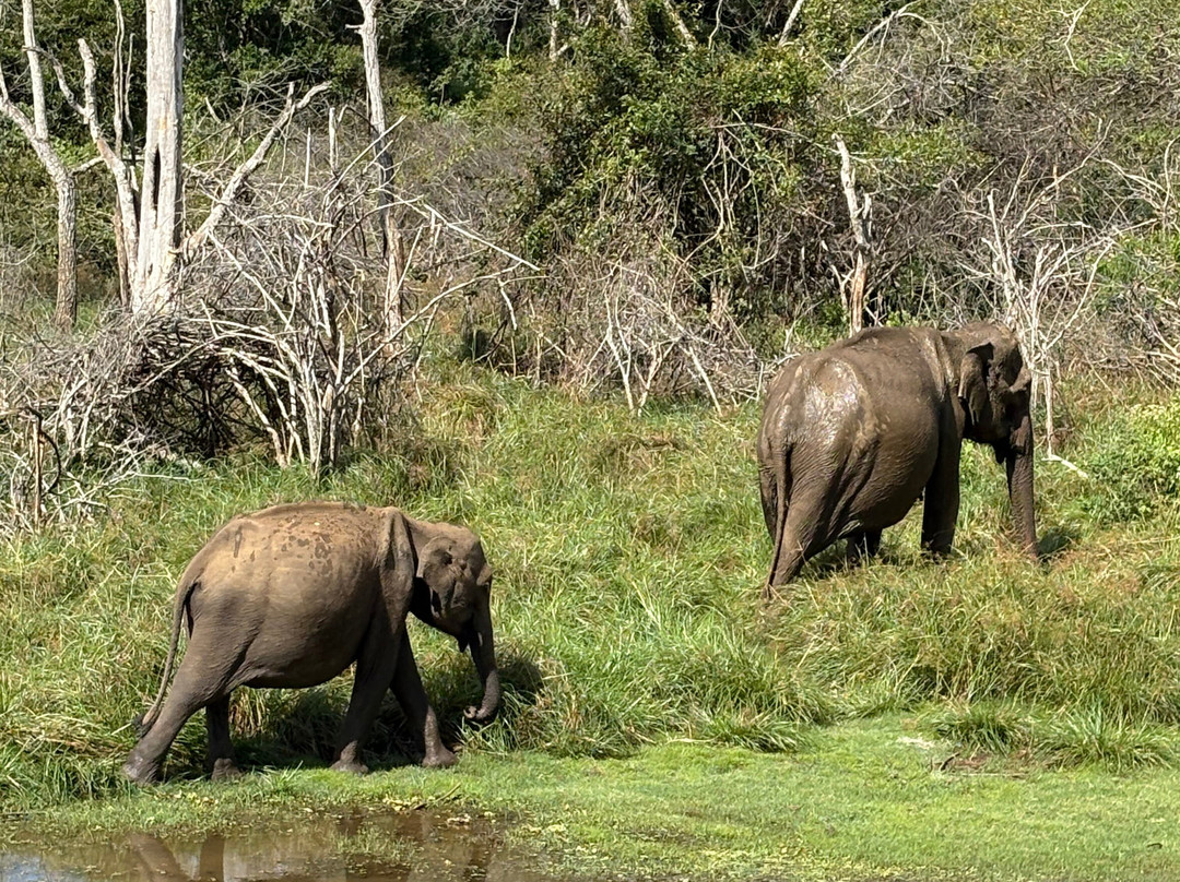 Didulanka yala safari-Thanamalwila必去景点