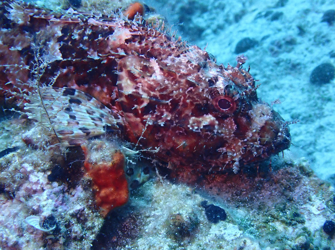Cycladic Diving-Aliki必去景点