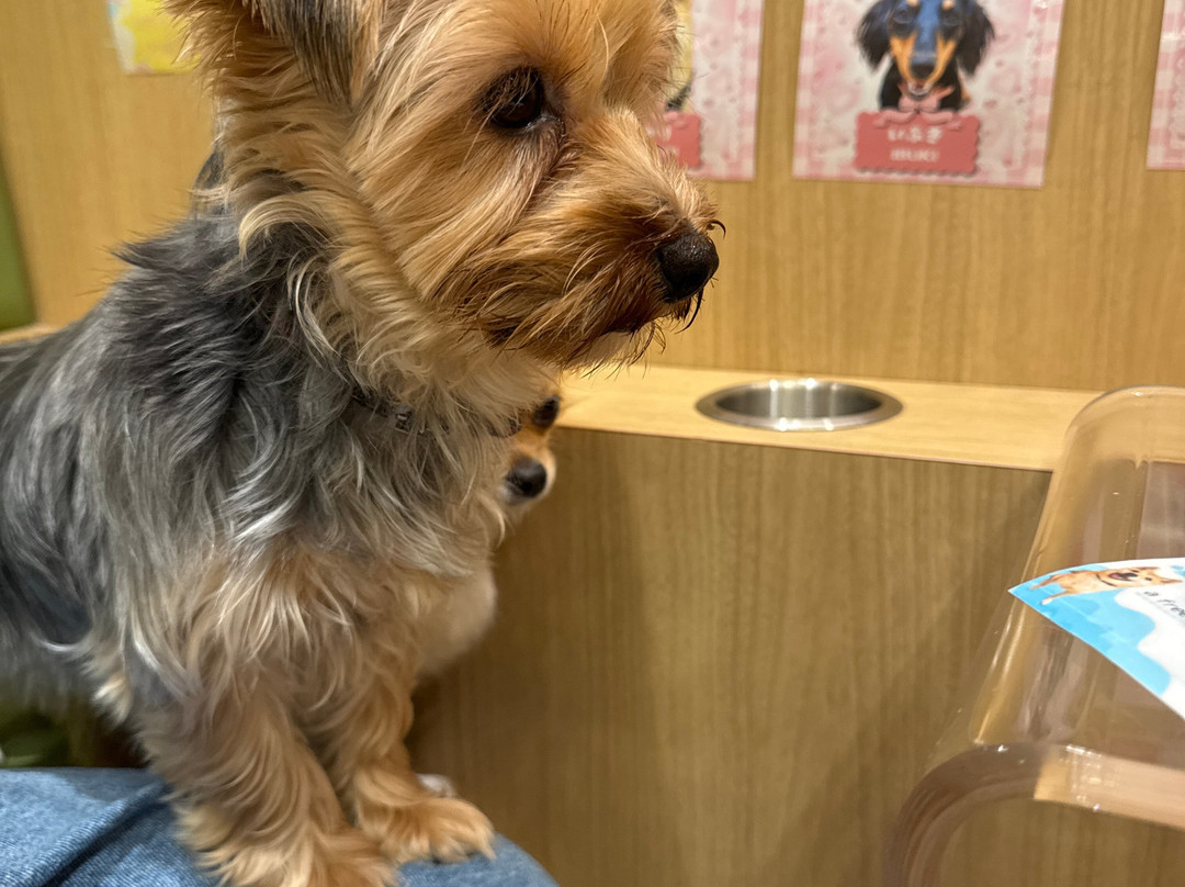 Puppy Cafe Rio Kamakura Komachidori-镰仓市必去景点