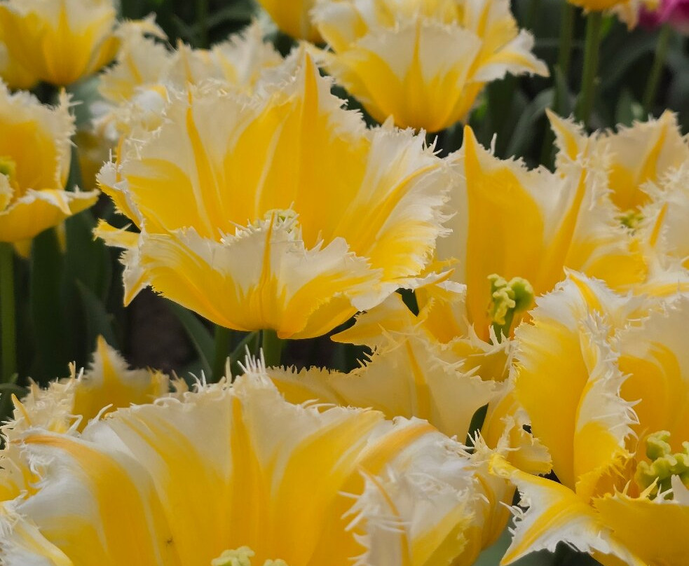 Ķīši Tulip Field-Vecumnieki必去景点