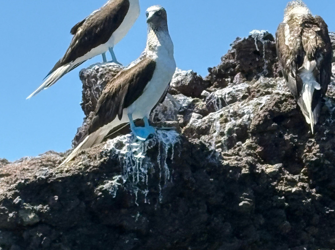 Dressel Divers Puerto Vallarta-蓬塔米塔必去景点