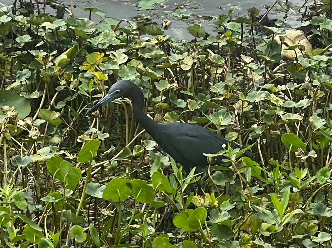 Louisiana Swamp Tours-布里奥克斯桥必去景点
