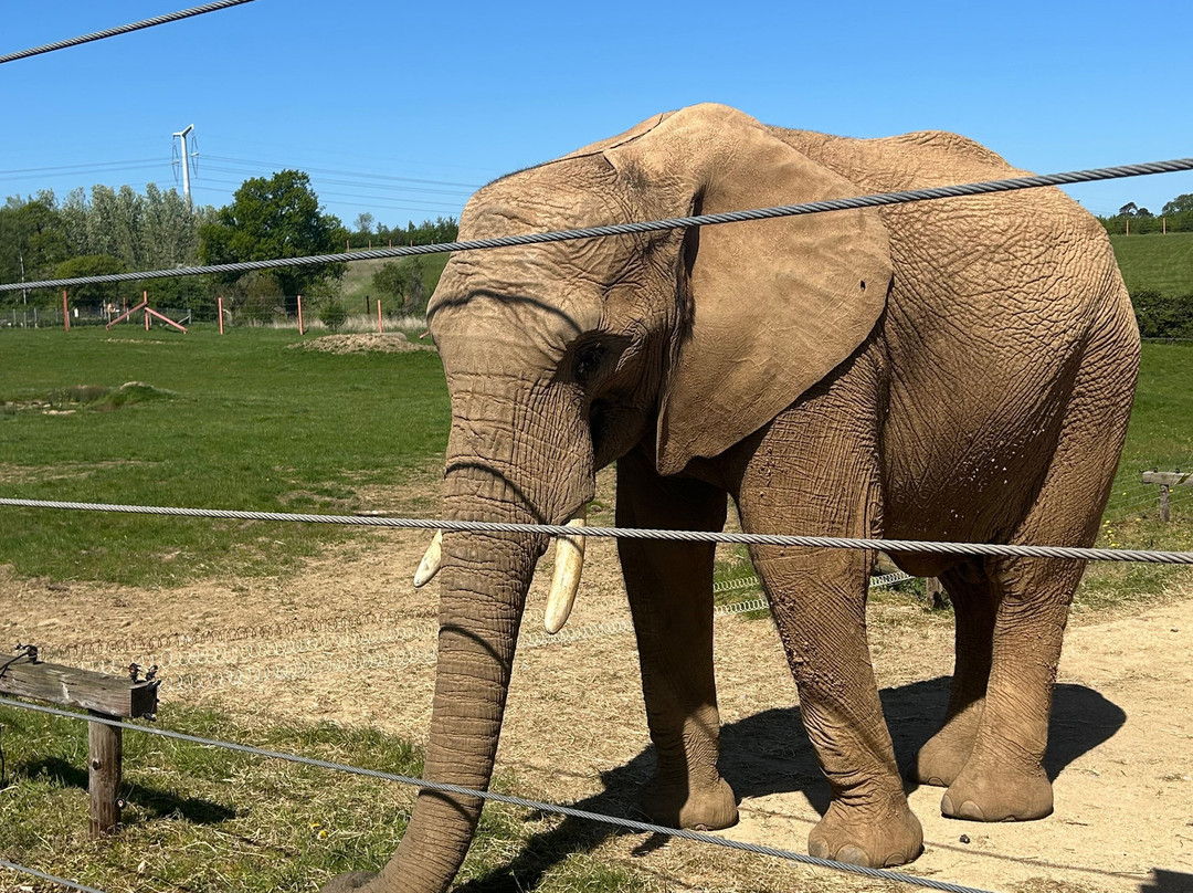Noah's Ark Zoo Farm-Wraxall必去景点