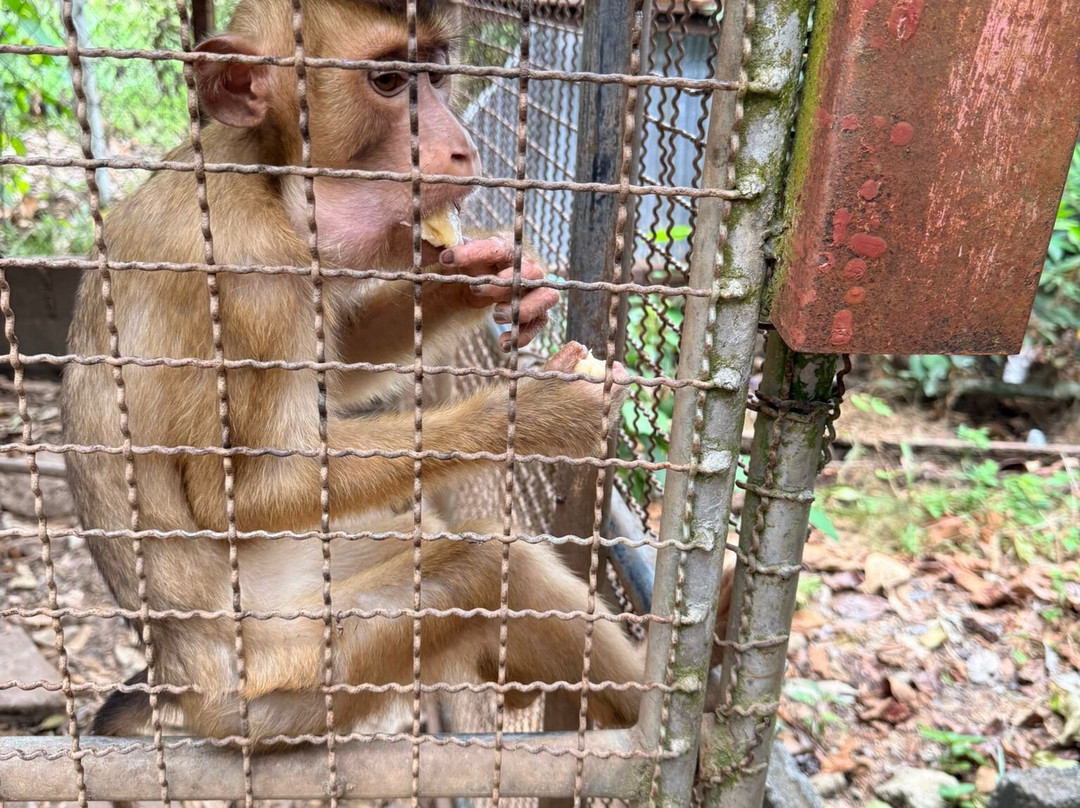 Samui Monkey Centre-利巴诺伊必去景点