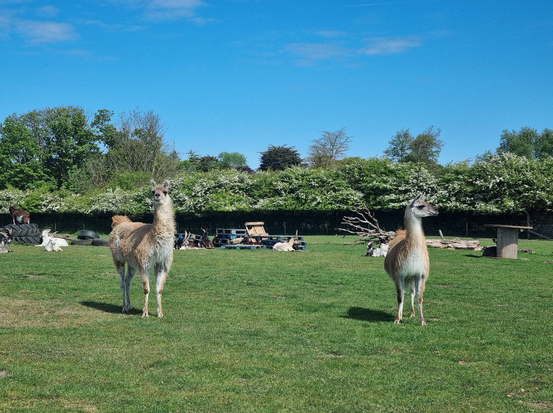 Hillside Shire Horse Sanctuary-West Runton必去景点