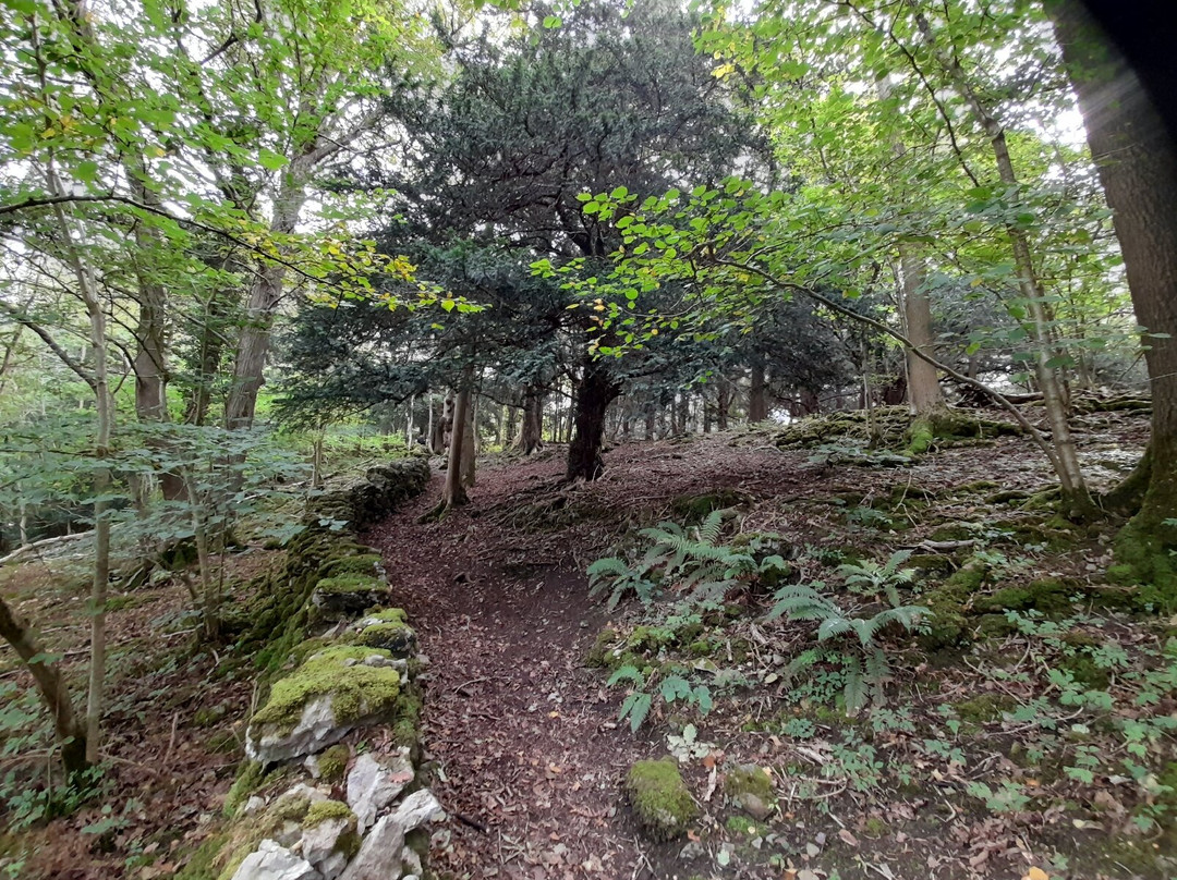 Grubbins Wood-Arnside必去景点