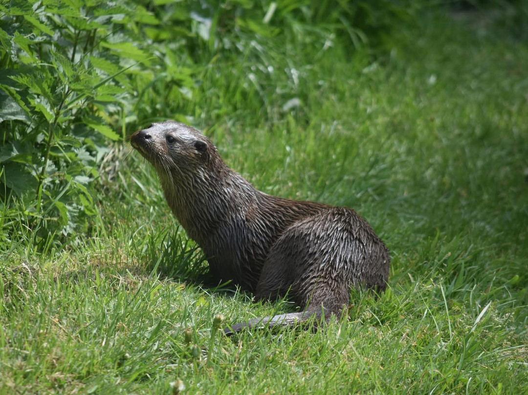 British Wildlife Centre-Lingfield必去景点