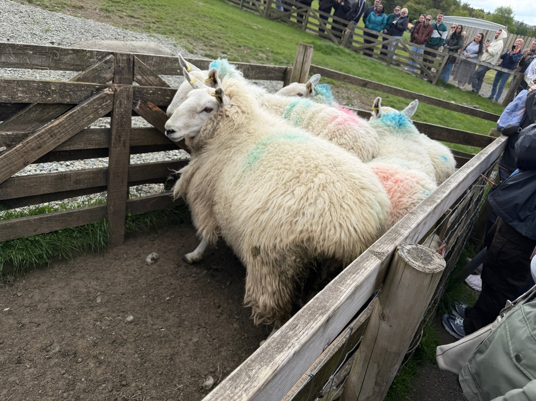 Cullen's Sheep Farm-拉腊必去景点