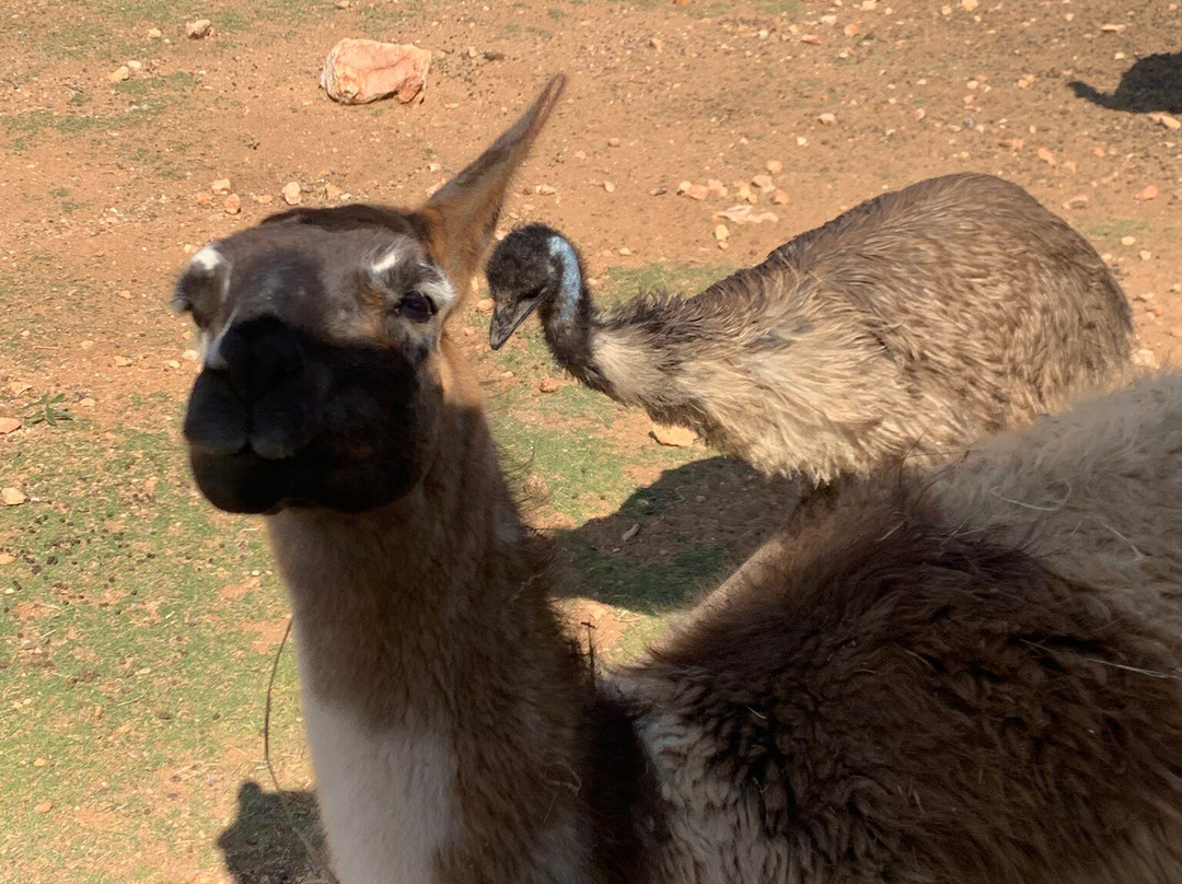Exotic Resort Zoo, Inc.-Johnson City必去景点