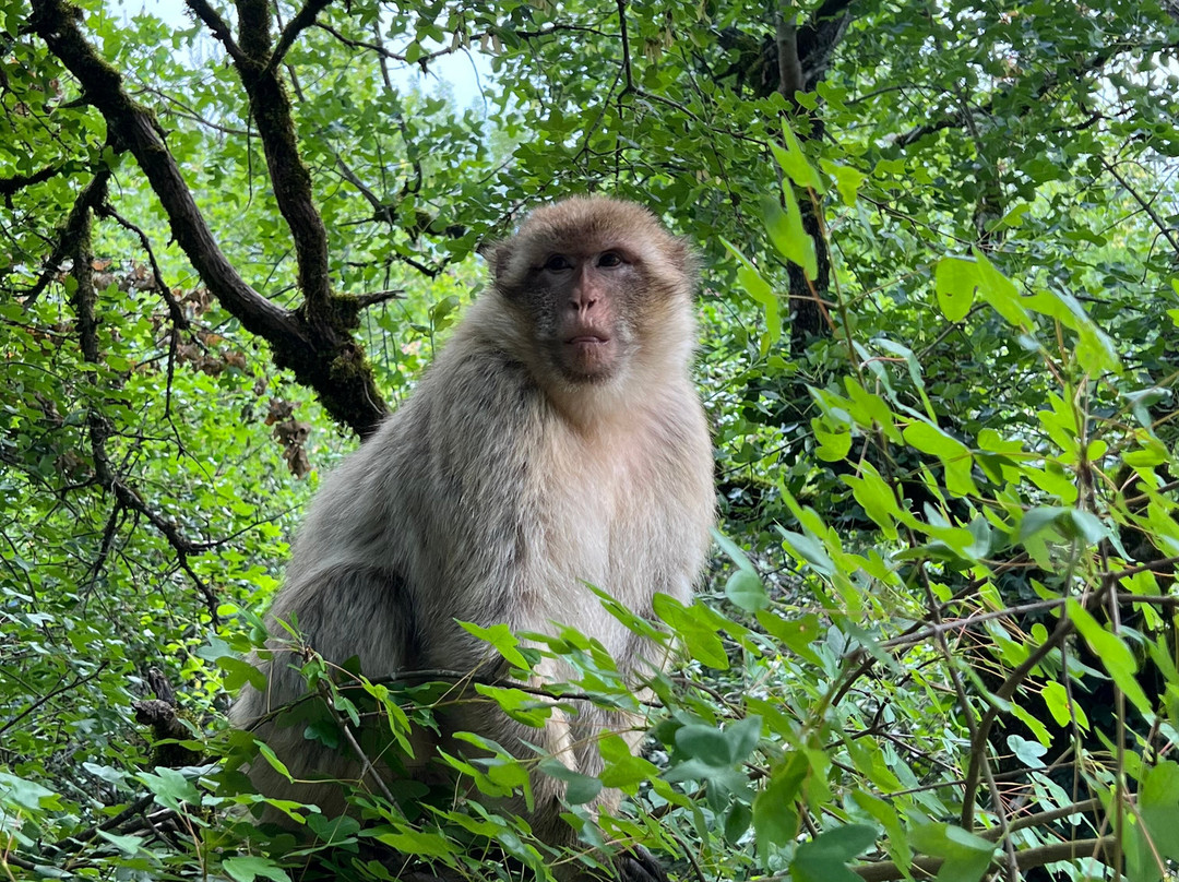 La Foret des Singes-罗卡马杜尔必去景点