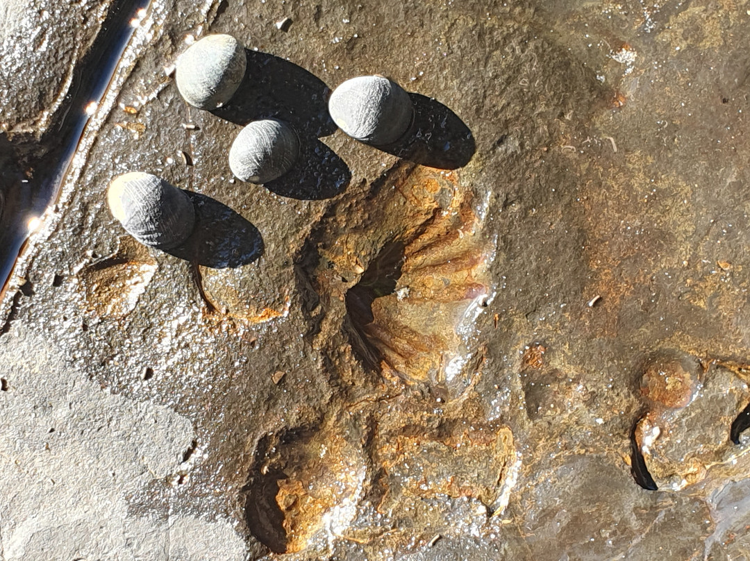 Gondwana Coast Fossil Walk-阿勒达拉必去景点