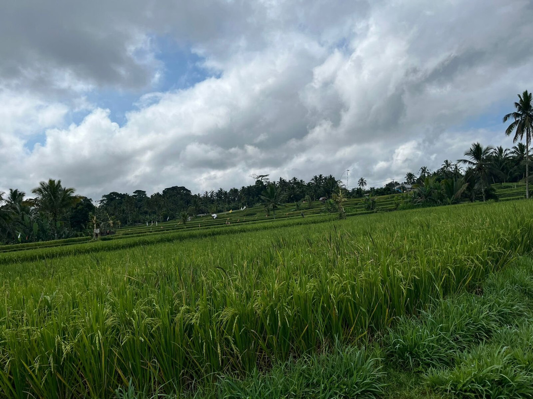 Amara Bali Family Tour-乌布必去景点