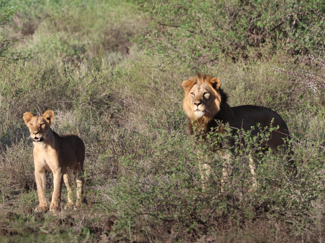 Buffalo Springs National Reserve-Buffalo Springs Game Reserve必去景点