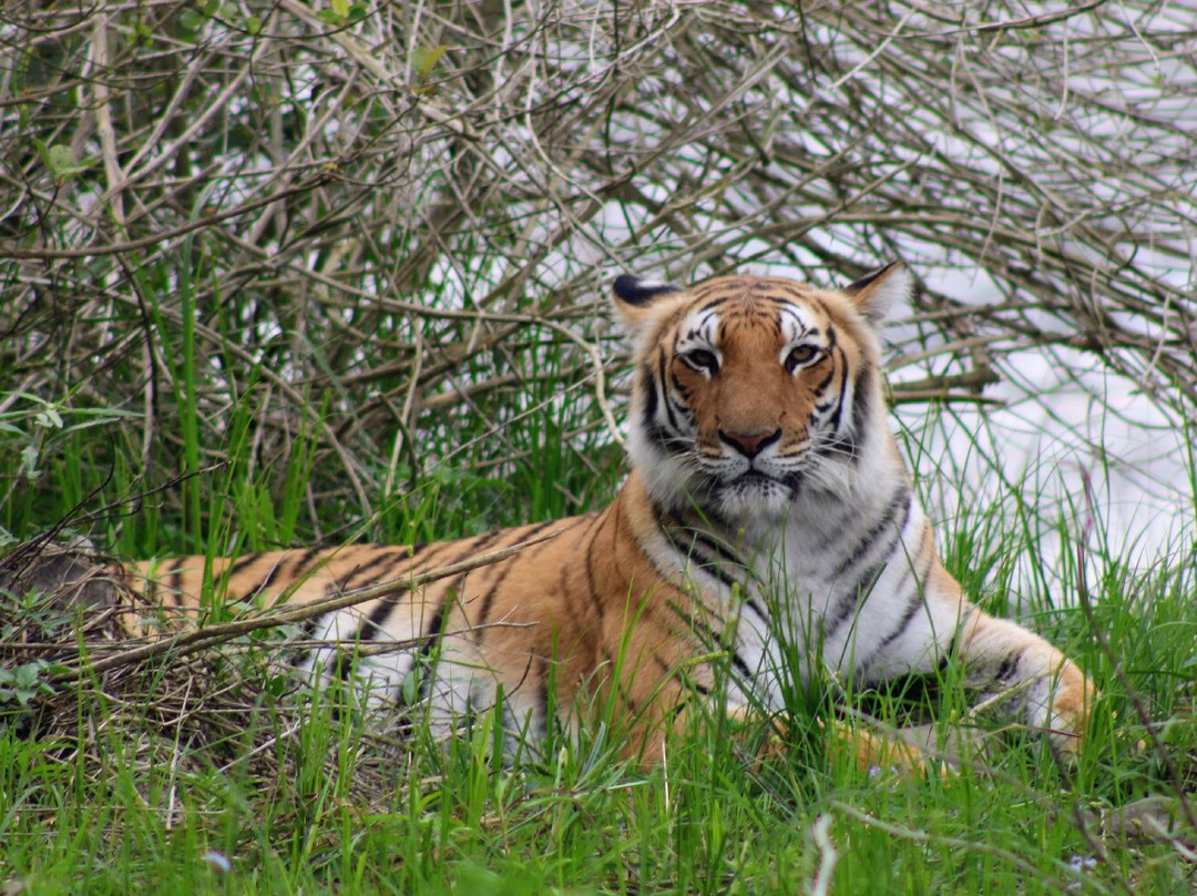 Jim Corbett National Park-Ramnagar必去景点