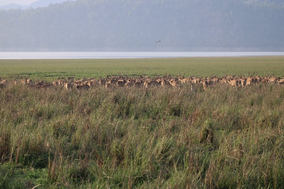 Jim Corbett National Park-Ramnagar必去景点