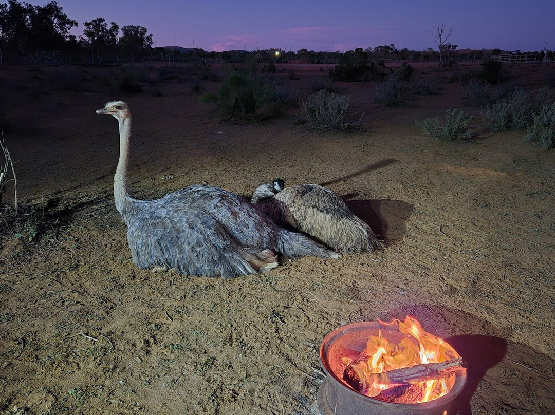 Silverton Outback Camels-Silverton必去景点
