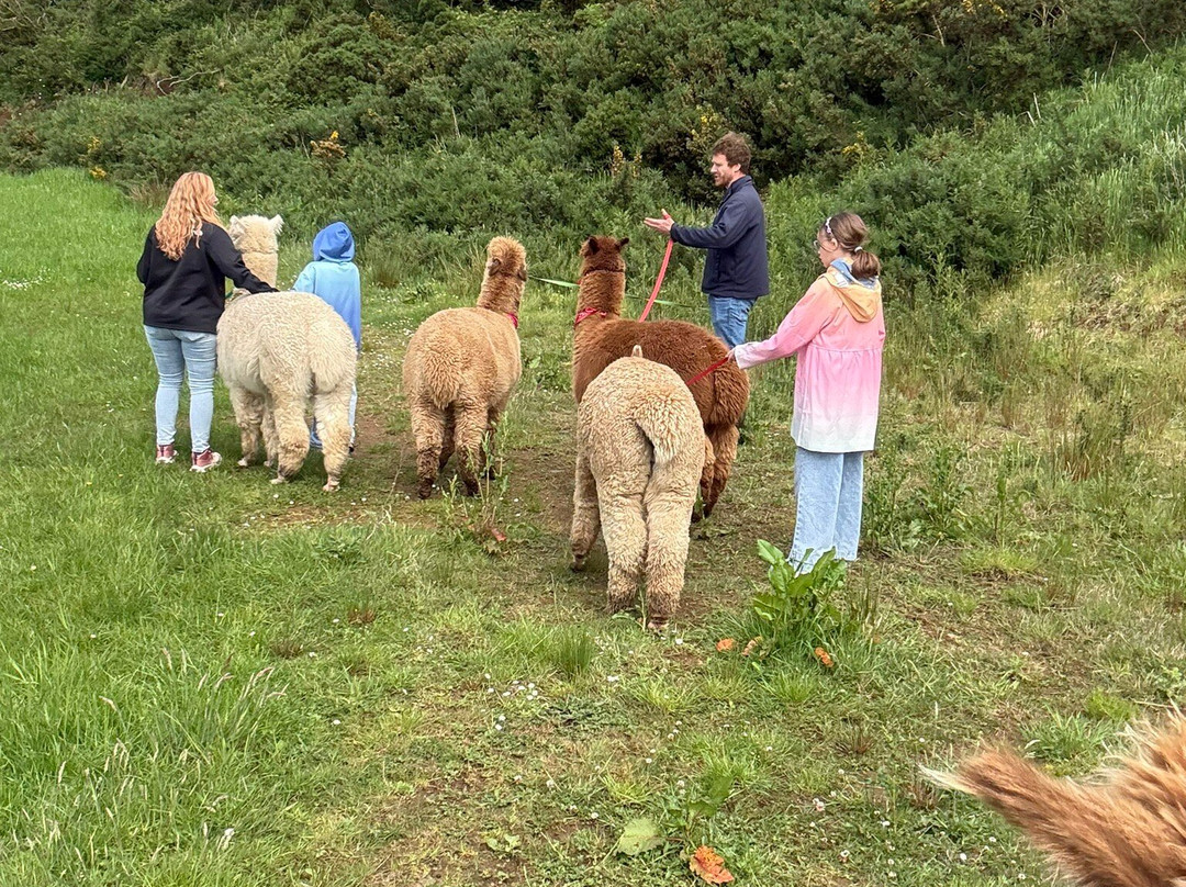 North Coast Alpacas-科尔雷恩必去景点