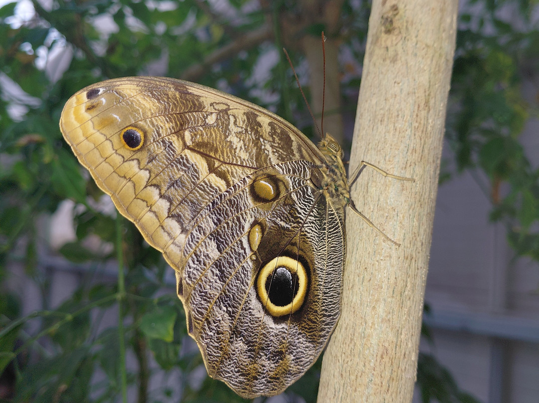 Butterfly World and Fountain World-Wootton必去景点