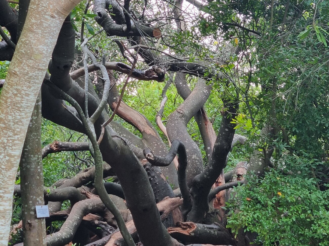 康斯坦博西国家植物园-Newlands必去景点