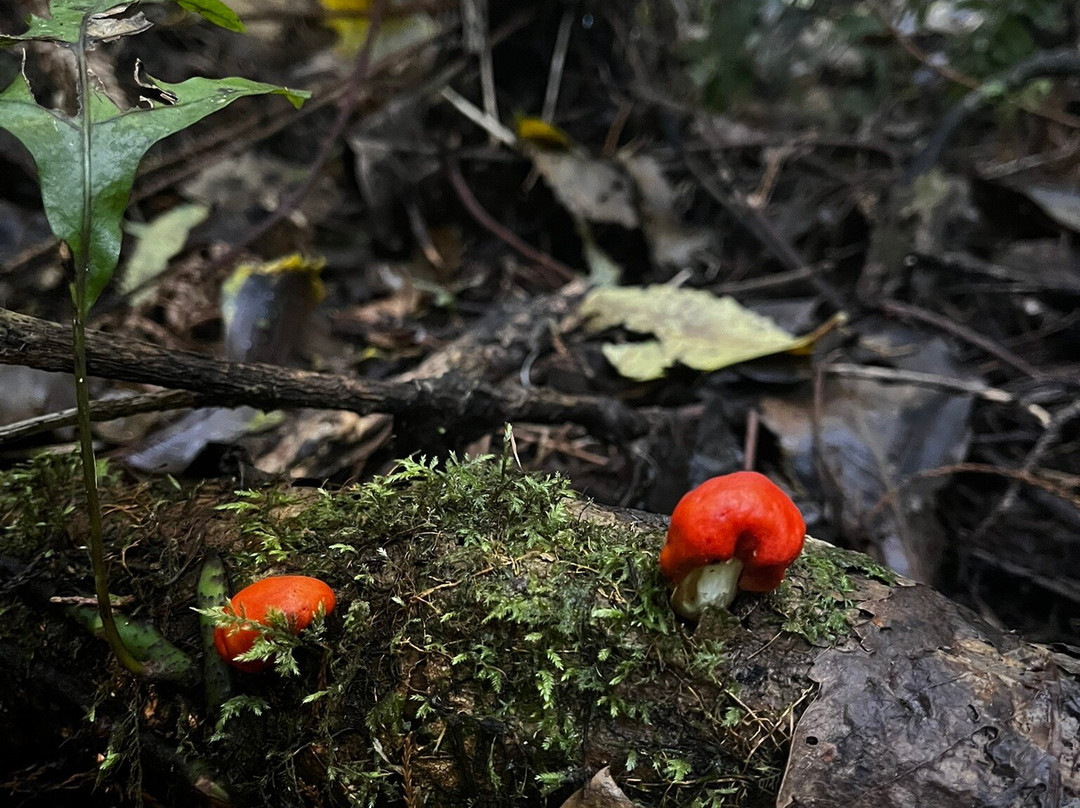 Peel Forest Park Scenic Reserve-杰拉尔丁必去景点
