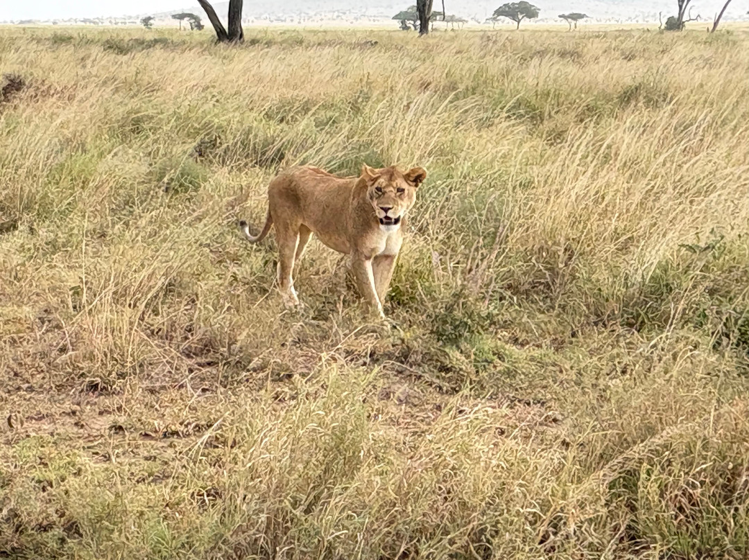 Tanzania-Experience-阿鲁沙必去景点