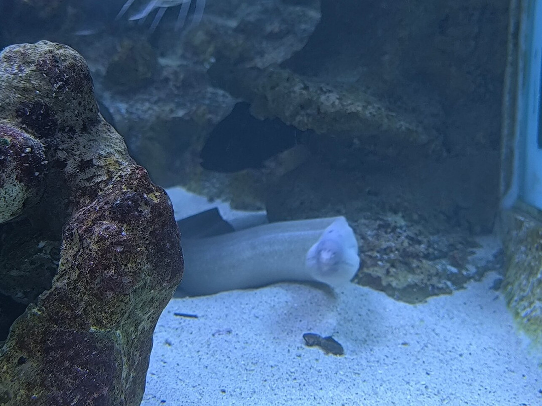 Aquarium de la Réunion-圣吉尔莱班必去景点