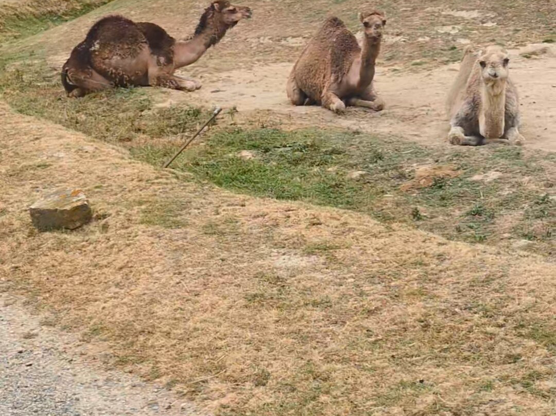 Zoo African Safari-Plaisance-du-Touch必去景点