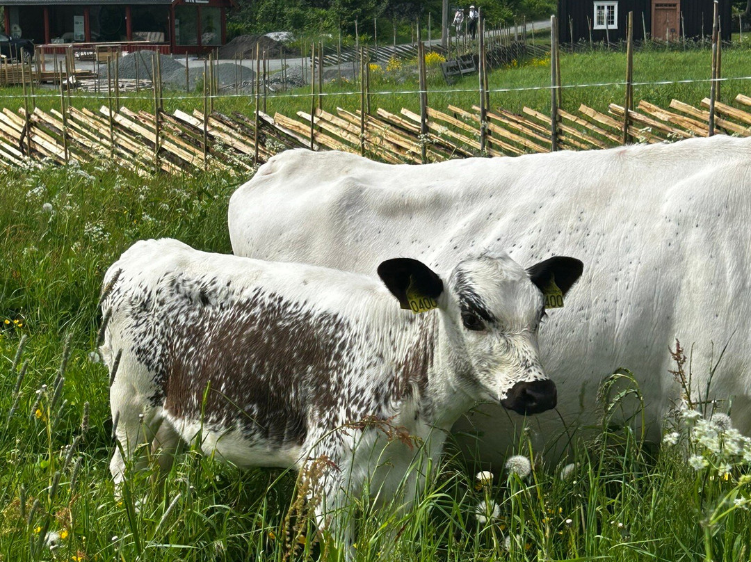 Sverresborg Trondelag Folk Museum-特隆赫姆必去景点