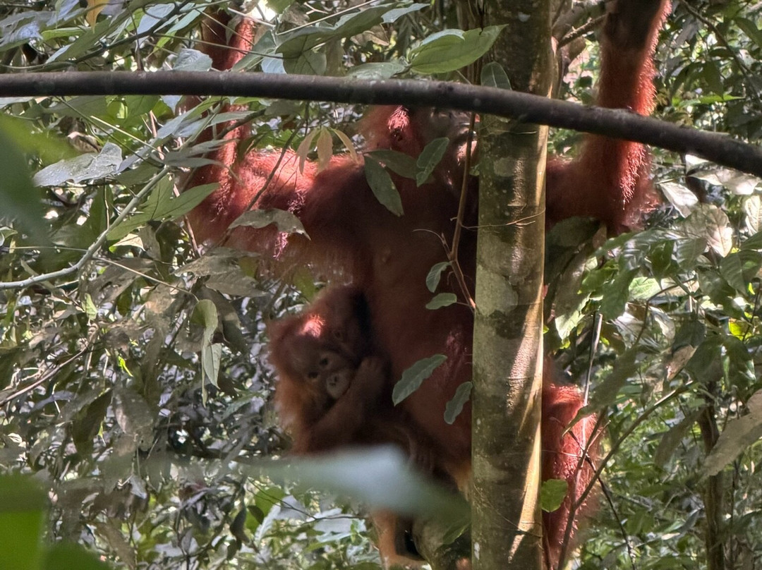 Bukit Lawang Travel-武吉拉旺必去景点