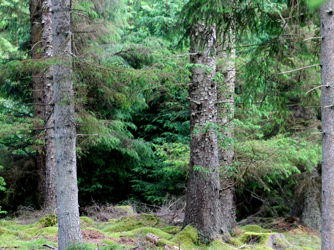 Kielder Forest-Kielder必去景点