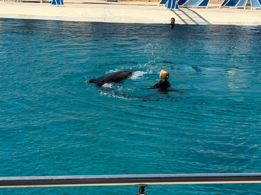 Sealanya Dolphinpark Seapark-蒂尔克莱尔必去景点