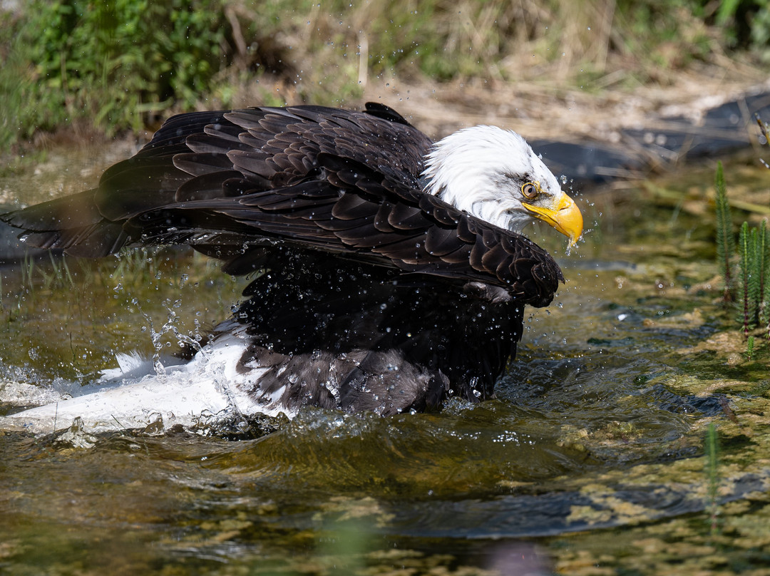 Hawk Conservancy Trust Bird of Prey Centre-Andover必去景点