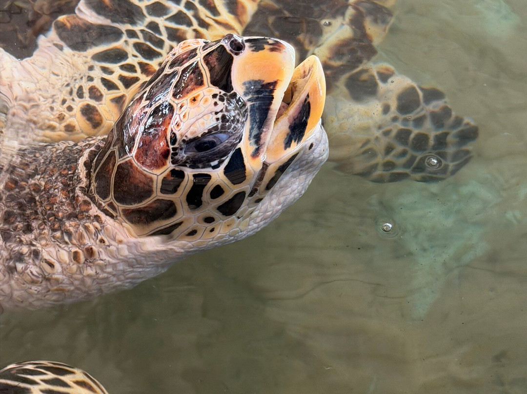 Galbokka Sea Turtle Hatchery-科斯戈德必去景点