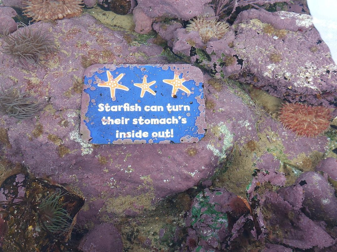 Weymouth SEA LIFE Adventure Park-韦茅斯必去景点