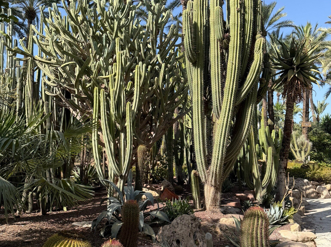 Palmeral of Elche-埃尔切必去景点
