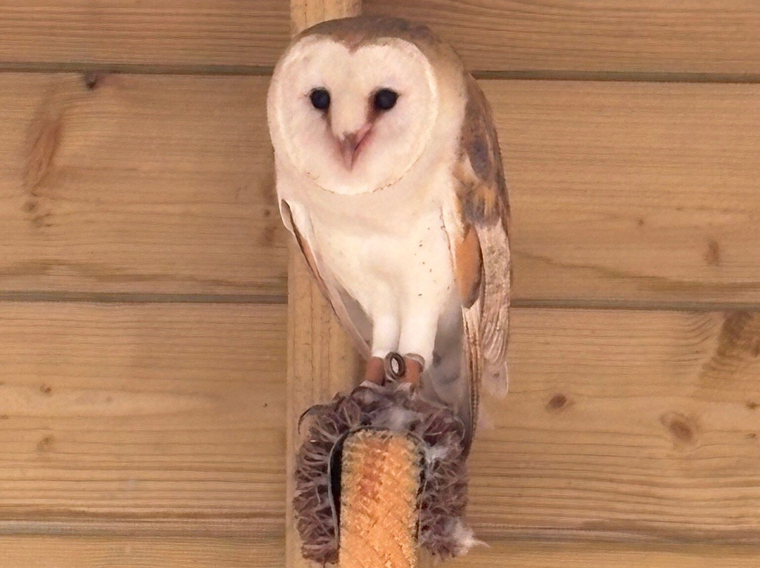 Kingdom Falconry - Dingle-丁格尔必去景点
