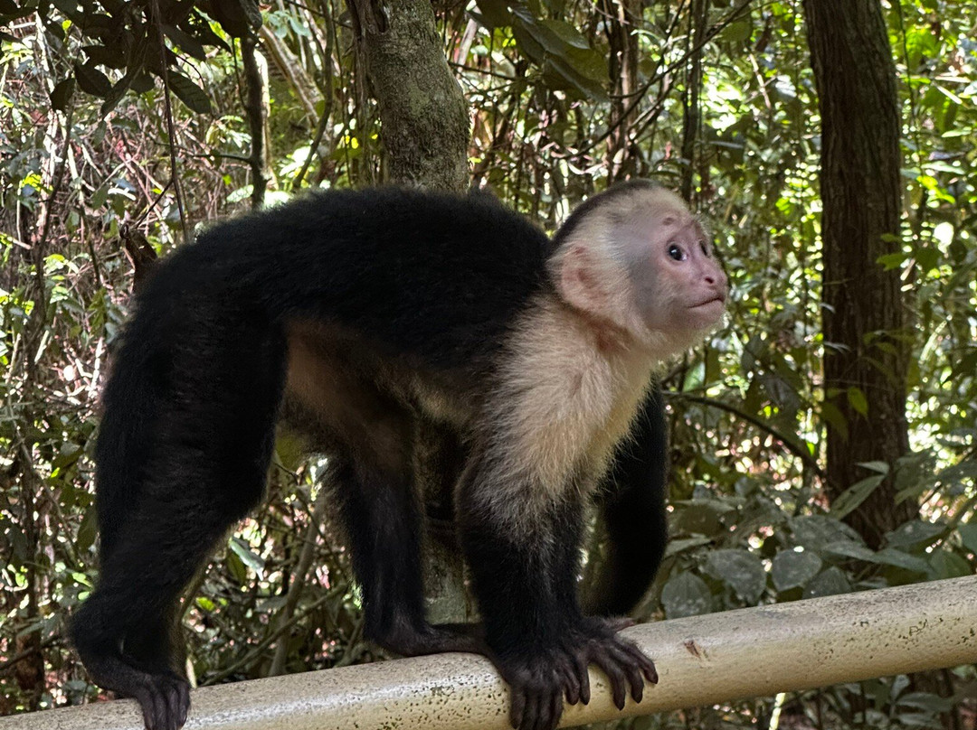 Birding Spots Manuel Antonio-克波斯必去景点