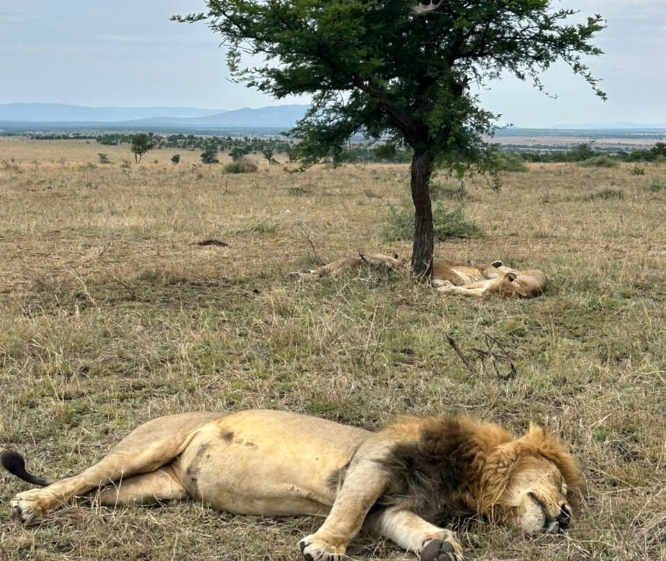 Simba Wa Porini Safaris-Sakina必去景点