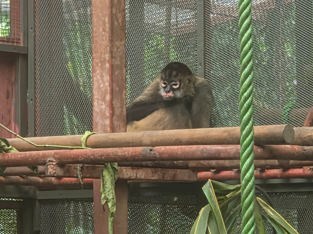 Jaguar Rescue Center-旧港必去景点