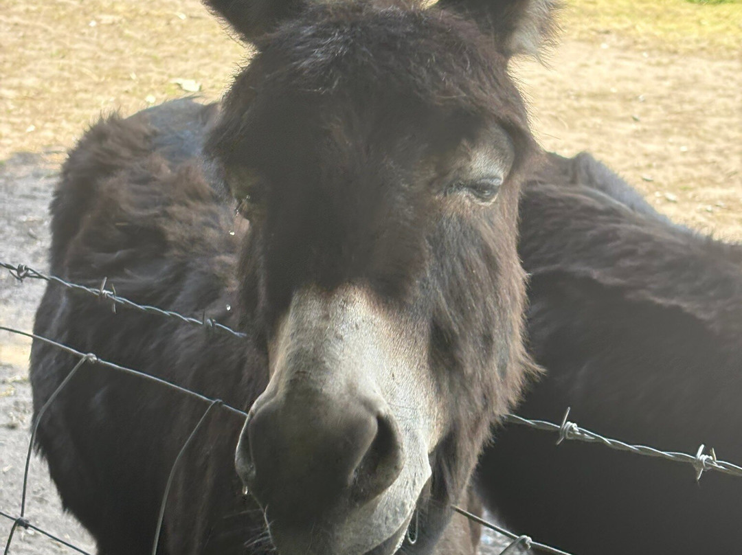 Greenacres Animal Park-Deeside必去景点