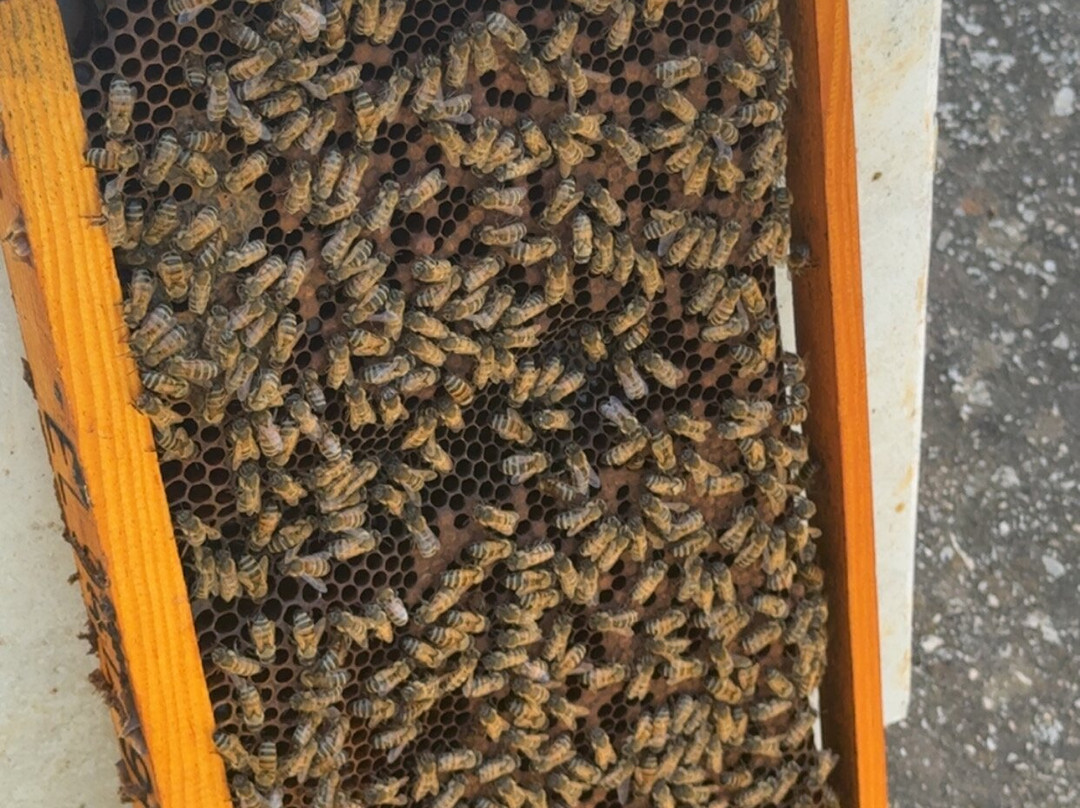 Melipap Apiary-Polemarchi必去景点
