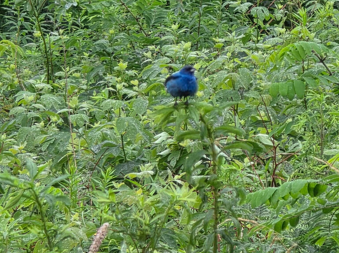 Blue Ridge Parkway-韦恩斯伯勒必去景点