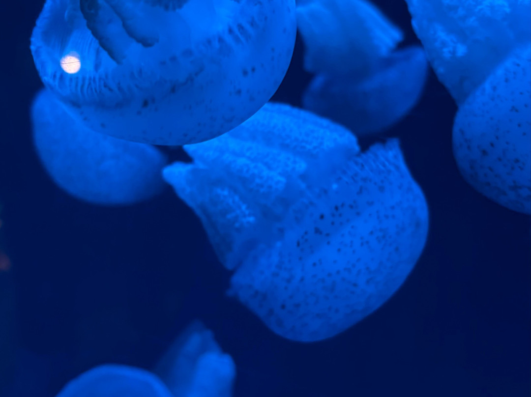 Jakarta Aquarium & Safari-雅加达必去景点