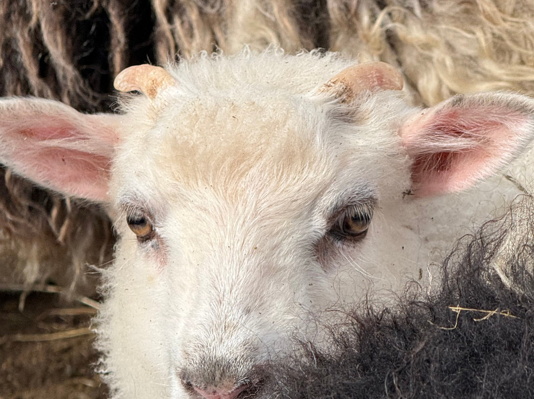 Shetland Rural Experience-Tingwall必去景点
